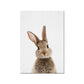 Bunny Rabbit, canvas